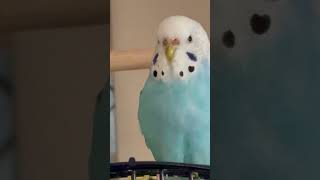 Cute Parakeets chirping budgies parakeet birb pets fypシ゚viral animals birds [upl. by Fennell]