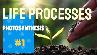 Life processes Class 10th Photosynthesis  Life processes nutrition photoautotrophs [upl. by Columbyne]