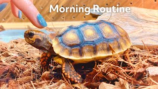 Morning routine of a baby tortoise [upl. by Mosenthal]