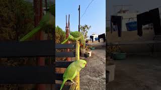 Parrot Playing Crippling ▶️ 👌 4K VIDEO [upl. by Ahseital]