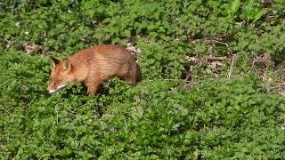 A pair of River Dodder Foxes [upl. by Aloisia511]