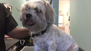 Dog grooming for beginners part 2 of 3 [upl. by Eerahs]