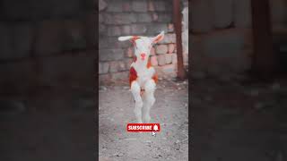 Very Cute Baby Goat [upl. by Akem]