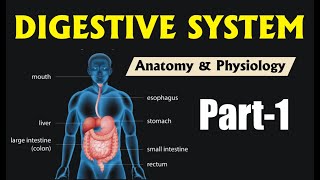 ANATOMY amp PHYSIOLOGY OF DIGESTIVE SYSTEM  PART1  GPAT2020  RAILWAY PHARMACIST  NIPER [upl. by Nettie]