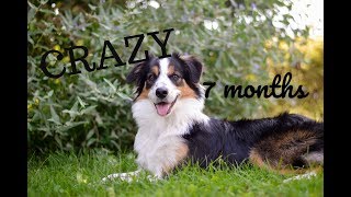 Crazy the Border collie 7 months  tricks [upl. by Lindahl]