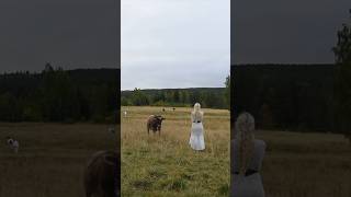 Calling the cows using ancient Nordic herdingcall  Kulning [upl. by Talia890]