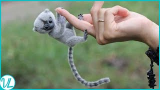 Finger Monkey Most Adorable Animal In The World [upl. by Aibara]