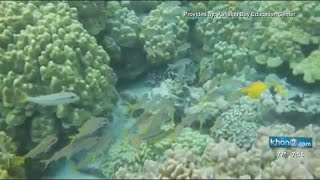 Kahalu‘u Beach Park scheduled to close for coral spawning [upl. by Oneg40]