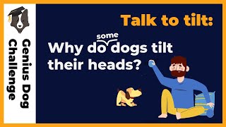 Why do dogs tilt their heads [upl. by Llenrahs549]