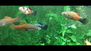 Green Lantern Platies amp Neon Tetras Moving To 40 Gallon Planted Livebearer Community Tank From QT [upl. by Yeta201]