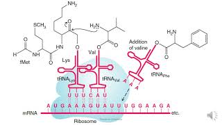 264 Translation Protein Synthesis Biosynthesis of protein [upl. by Lamoureux]