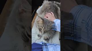 peacekeeper cuddles lovecats mainecoon [upl. by Drofla612]