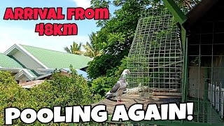 2ND TRAINING TOSS WITH POOLING  PHILIPPINE PIGEON RACING [upl. by Arada]