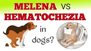 What is Melena vs Hematochezia in dogs philinsight dog bloodydiarrhea pets [upl. by Adlecirg]