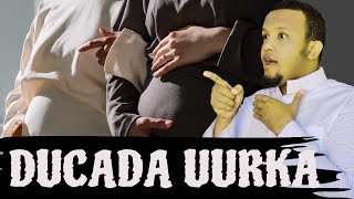 DUCADA UURKA LAGU HELO [upl. by Enenej]