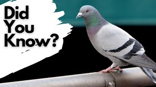 Things you need to know about FERAL PIGEONS [upl. by Enattirb793]