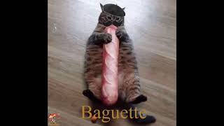 French cat eats baguette very fancy [upl. by Adela]