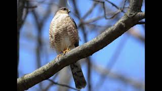 The Calls of the SharpShinned Hawk [upl. by Iror]