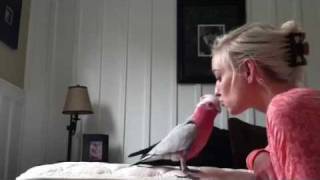 Kissing Cockatoo  Training Bandit The Galah [upl. by Warfourd79]