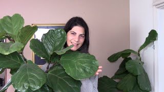 Fiddle Leaf Fig Repotting And Care Guide Tips for Thriving Ficus Lyrata [upl. by Stelmach]