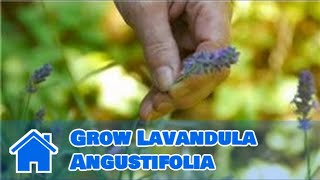 Maintaining amp Pruning Shrubs  How to Grow Lavandula Angustifolia [upl. by Claudette]