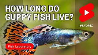 How Long Do Guppy Fish Live shorts [upl. by Virg]