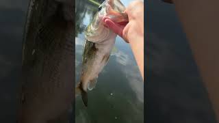 First glide bait fish fishing bassfish bassfishing fishspecies bass catchinbass fish [upl. by Tesil]