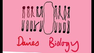 14 Enzymes Measurements [upl. by Cleavland868]