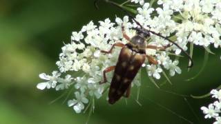 Banded Longhorn Beetle Cerambycidae Typocerus velutinus on Blossom [upl. by Rickert]