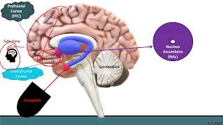 The Inner Mechanism of Obsessive Compulsive Disorder  Neurobiology  Diagnosis  Living with OCD [upl. by Wendel997]