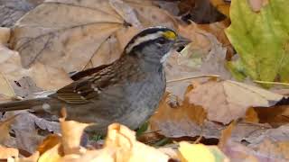 White Throated Sparrow [upl. by Ahcsrop366]