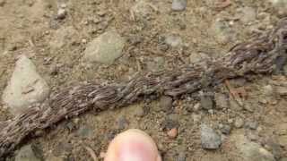 Maggot Migration on the Trail Near the Brooks Camp Visitor Center [upl. by Aitetel128]