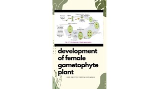 Development of female gametophyte one shot  biologyclass12th [upl. by Yeoz144]