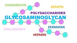 Glycosaminoglycan [upl. by Aihsat]