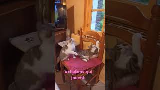 chatons qui jouent [upl. by Nyrraf]