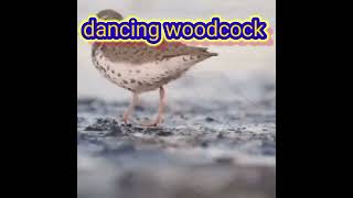 woodcock dancing to Nothing by Retroblue [upl. by Rind]