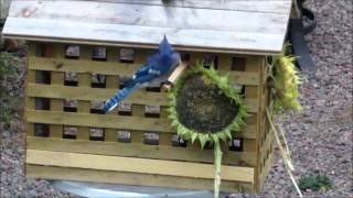 DIY Bird feeder house for small birds only [upl. by Scherman581]