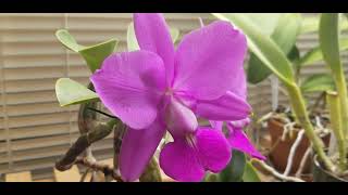 Cattleya walkeriana 4n in bloom  Some Care Tips [upl. by Anawt524]