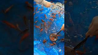 Hore dapat ikan nya🐠🐠🐠 ikan mancing shortvideo mainananak shorts [upl. by Nikolaos838]