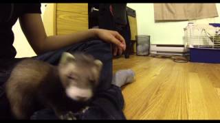 Baby Ferret meets cat [upl. by Nixie]