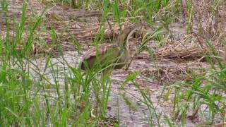 American Bittern calling [upl. by Esetal]