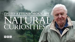 David Attenboroughs Natural Curiosities  BBC Select [upl. by Torto]