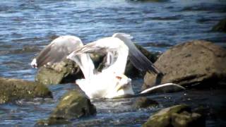 Great Blackbacked Gull fightMOV [upl. by Ailisab]