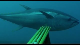 Bluefin Tuna World Record on Spear Part 2 [upl. by Malanie937]