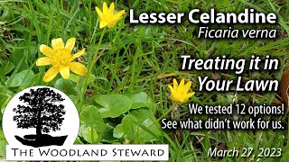 Lesser Celandine Treating it in Your Lawn or trying to March 27 2023 [upl. by Ithsav251]