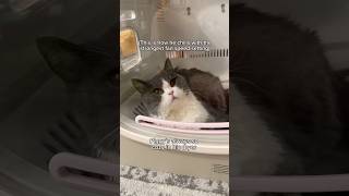 Little piggy loves his cozy Petsnowy pet dryer ad catlife catbath cutecat [upl. by Ver]