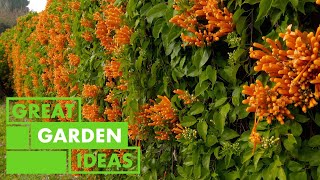 All about Pyrostegia  GARDEN  Great Home Ideas [upl. by Suravat92]