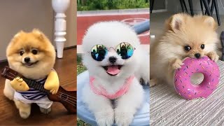 Teacup Pomeranian Compilation 🔴 Mini Pomeranian Tiktok Compilation  2022  100 Clips [upl. by Mathis]