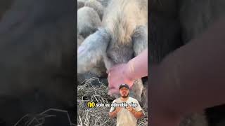 ¿Sabías que existe un cerdo que parece oveja 🐷🐑 El Mangalica es conocido por su pelaje rizado [upl. by Gerrald627]