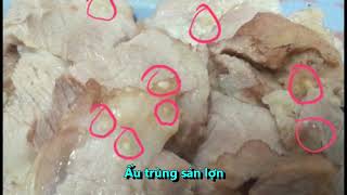 Overview of cysticercosis disease Cysticercosi  Sức Khỏe  Ẩm Thực [upl. by Selbbep]